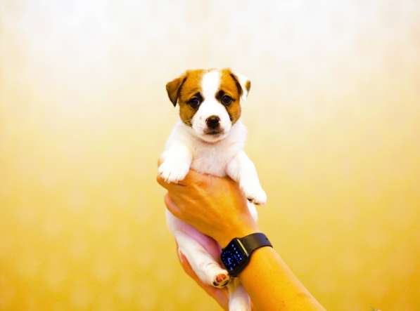 Щенки Джек Рассел терьер от титулованных родителей в Смоленске фото 9