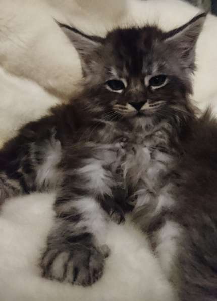 У вас ещё нет Мейн-куна? в Санкт-Петербурге фото 16