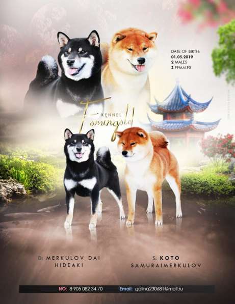 Сиба-ину в Бийске фото 5