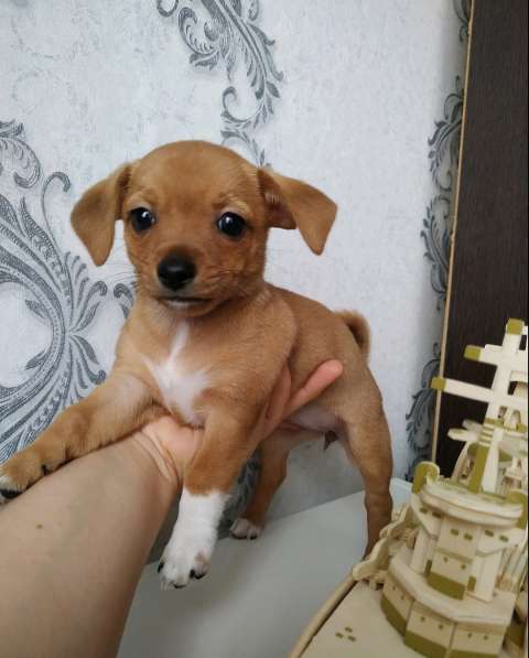 Щенки чихуахуа в Тольятти фото 15