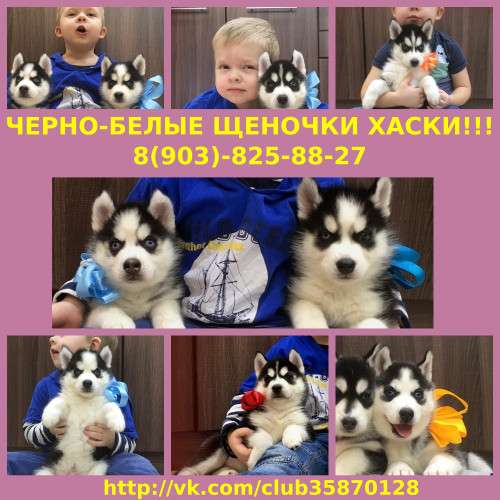 Черно-белые щенки хаски