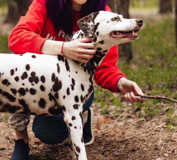 Молодая собака породы далматин ищет дом в Санкт-Петербурге фото 3