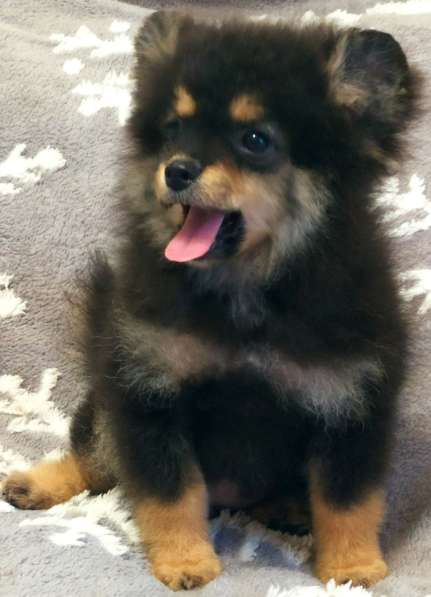 Шпиц. Black tan