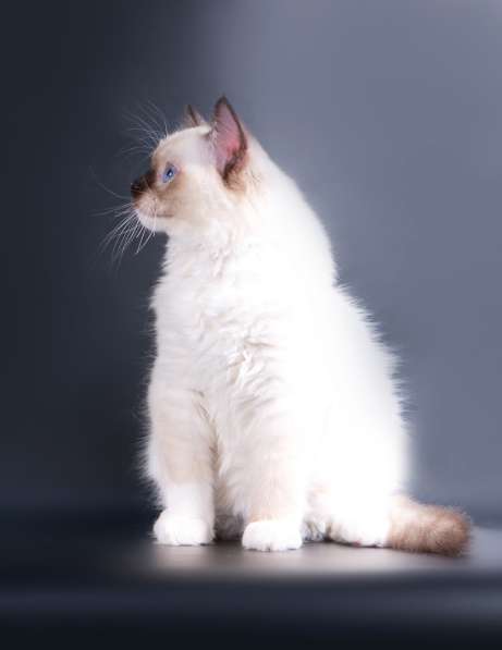 Красивые породистые котята Рэгдолл в Самаре фото 9