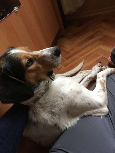Умная и общительная собака ищет дом в Астрахани