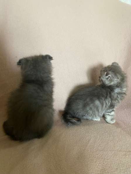 Британские Шотландские Котята в фото 25