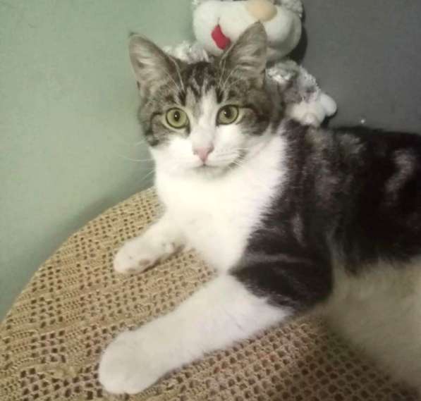 Котенок в добрые руки. Тошка-добрая душа в Москве фото 24
