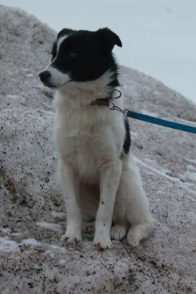 Стрелка ищет дом!!! в Чайковском фото 8