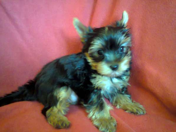 Щенки йоркширского терьера в Москве фото 6