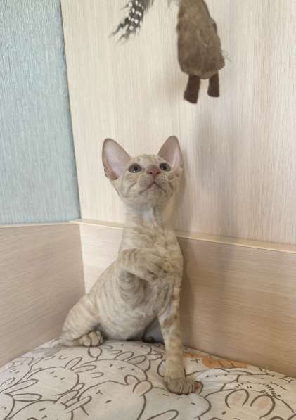 Корниш рекс в Москве фото 14