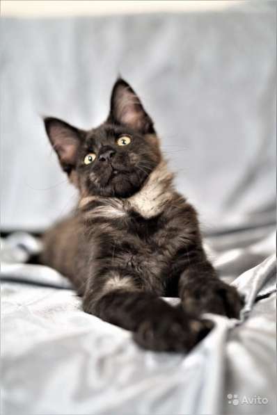Котята Мейн Кун из питомника De Bororo в Щелково фото 10