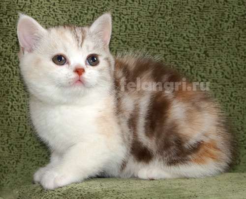 Коты и кошки британские в Новокузнецке