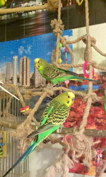 Волнистые попугаи(в Пары) в Мытищи фото 4