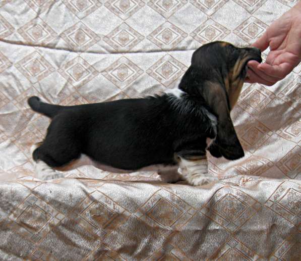 Продаются щенки бассет-хаунда в фото 20