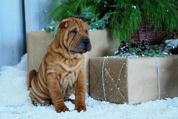 Щенки шар пея