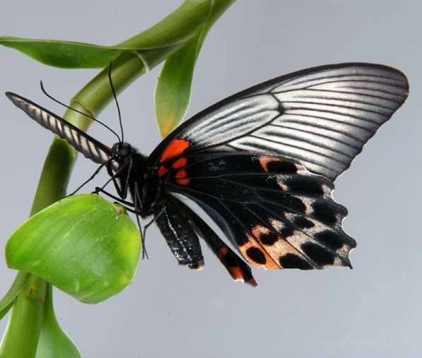 Живая бабочка к 8 марта! в Анапе фото 4