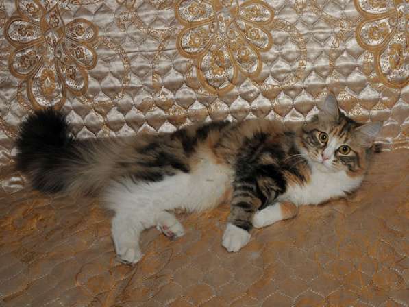 Сибирский котенок в Москве фото 5