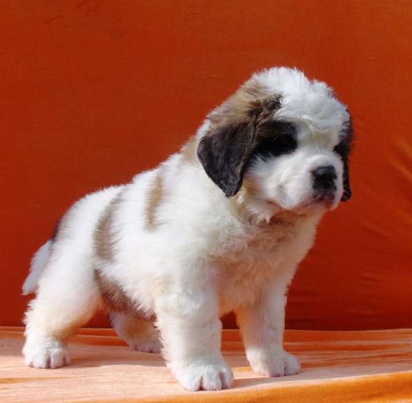Sale. Puppies of long-haired senbernary. Arrange delivery в Владивостоке фото 13