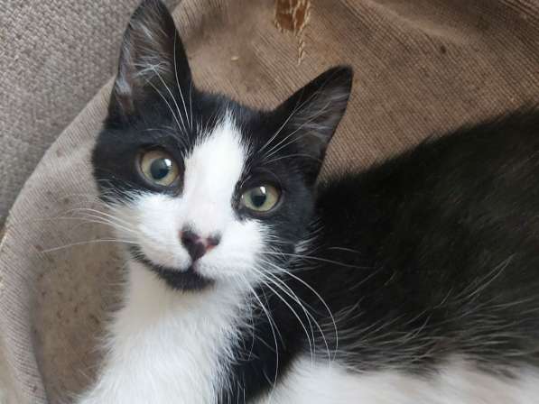 Котята Алмазик и Топазик ищут дом! в Москве фото 16