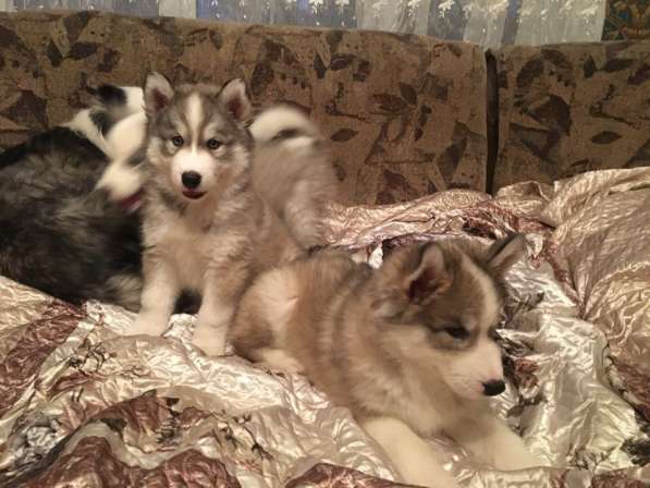 Продаются хасята