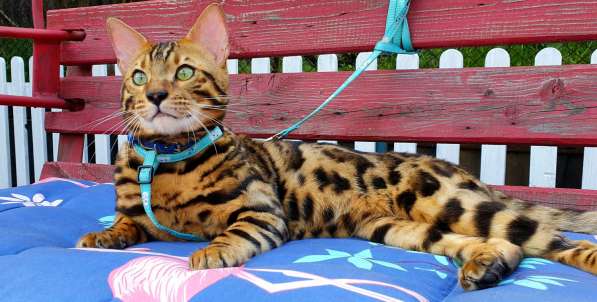 Бенгальские котята, шикарная кошечка, документы WCF, питомн в фото 7