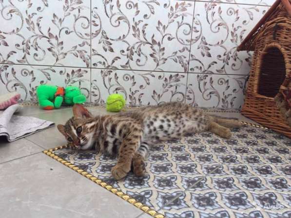 Азиатский котенок Северный подвид бенгальских в Москве фото 5