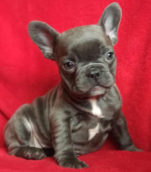 French bulldog. Blue and blue - white girl's в фото 3