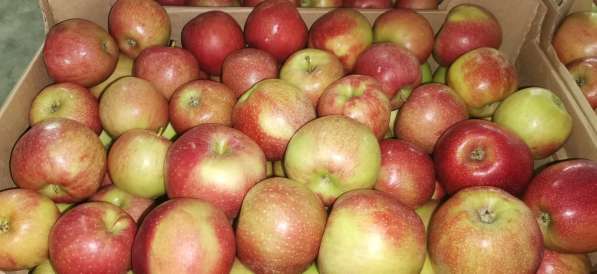 Яблоки Джокас в Краснодаре