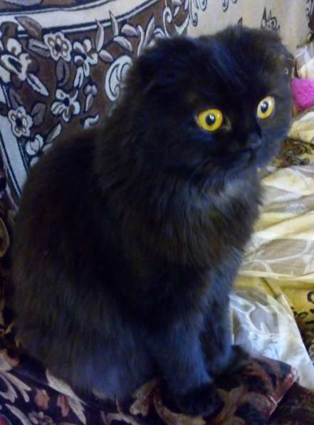 Черная-черная пятница и черные-черные коты в Краснодаре фото 6
