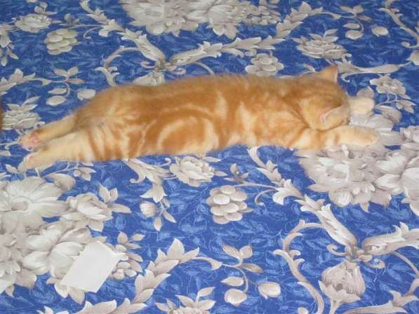 Шотландские котята в фото 12