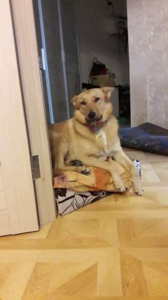 Алиса - ласковая домашняя собака в поисках дома! в Москве фото 4