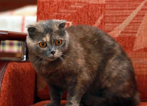 Фиона-вислоушка. Кошка в добрые руки в Калуге фото 9