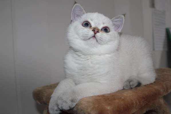 Котик от серебристой шиншиллы в Ростове-на-Дону фото 11