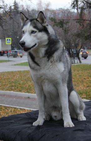 Кобель сибирского хаски для Вязки - РКФ в Москве фото 4