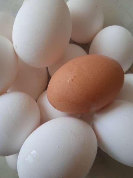 Яйцо, оптом, от 3 категории в Краснодаре