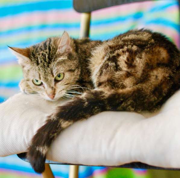 Потрясающего мраморного окраса кошка Сулико в дар в Москве фото 5