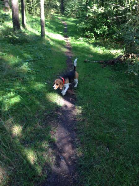 Продам Бигля девочку в Москве фото 3