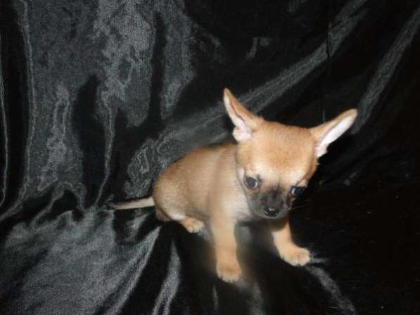 Чишки-малыши и малышки