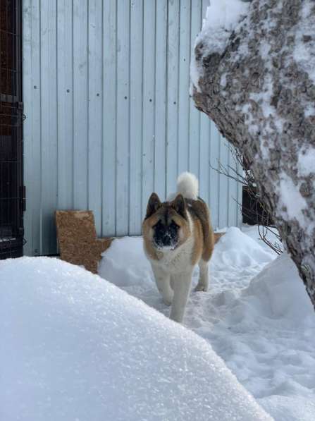 Акита в Ростове-на-Дону фото 28