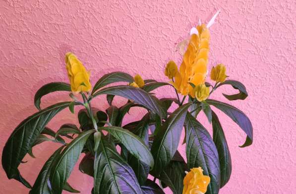 Пахистахис - тропический цветок экзот - от ростков до кустов в Санкт-Петербурге фото 10