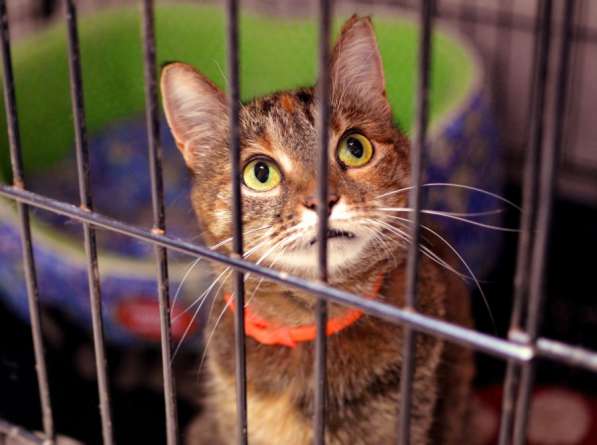 Трепетная кошечка Вербена ищет людей