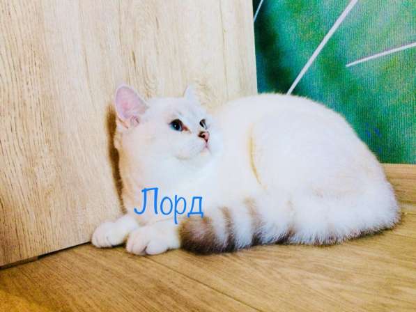Голубоглазый котенок Лорд в Самаре фото 5