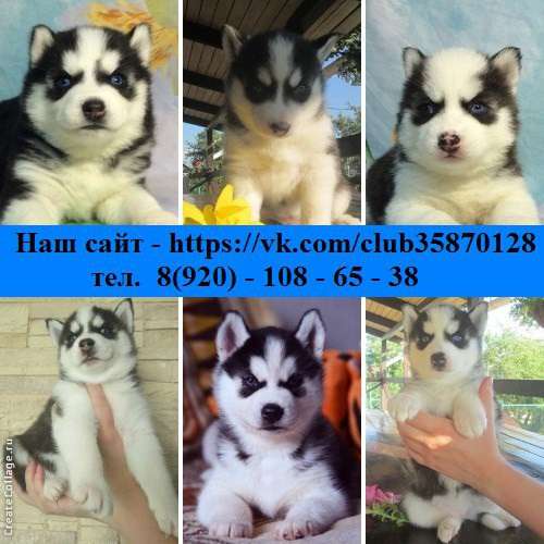 Хаски милейшие малыши черно-белые, голубоглазые в Саратове