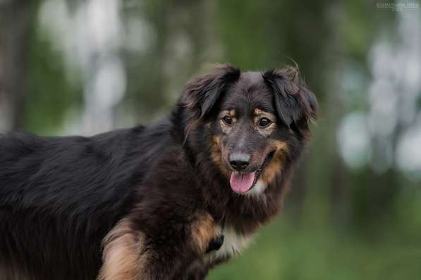 Собака-терапевт Пайпер ищет семью в Москве фото 25