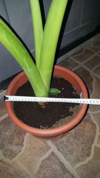 Растение лист 1м в 