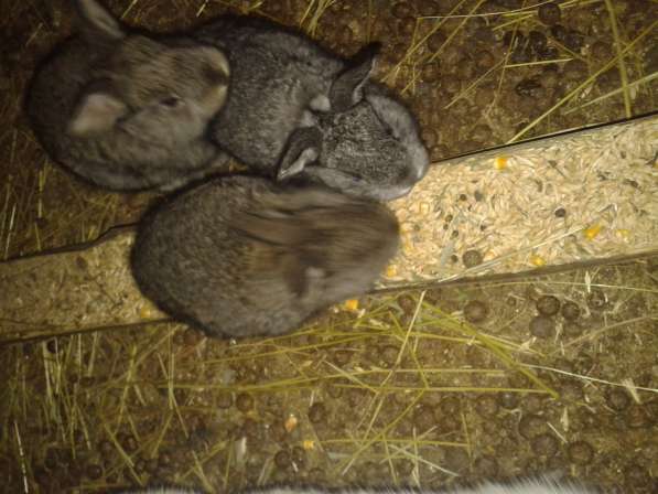 Кролики фландр в фото 5