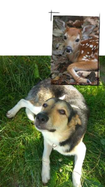 Собака, щенок в дар, в добрые руки в фото 9