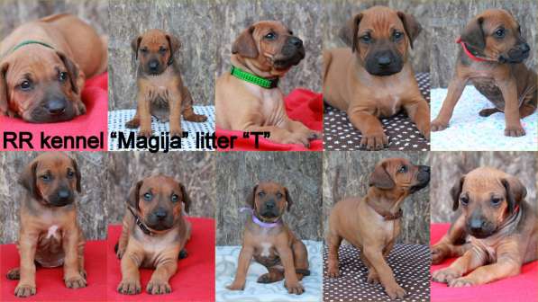 Щенки Родезийского Риджбека в фото 10