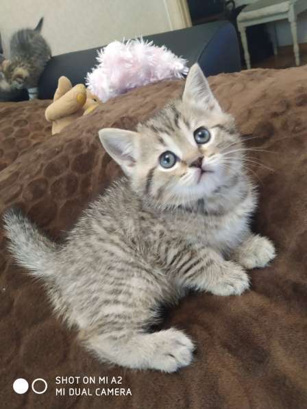 Шотландские котята в Москве фото 24