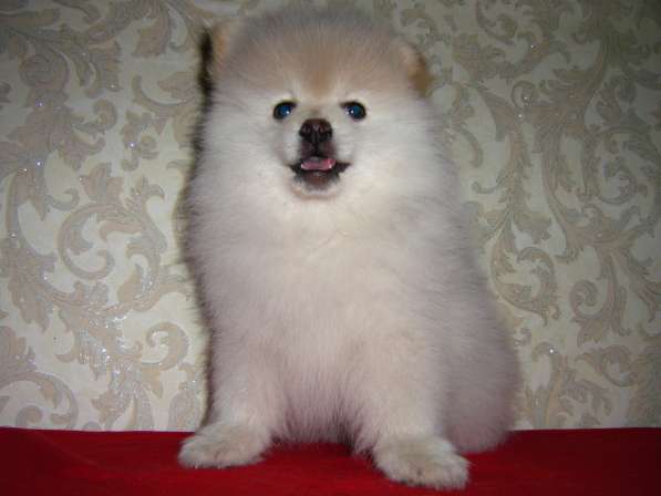 Лисята в Ростове-на-Дону фото 14